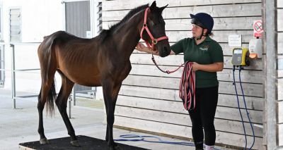 Appeal launched after horse found dangerously underweight